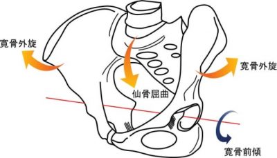 仙骨屈曲に伴う寛骨の外旋