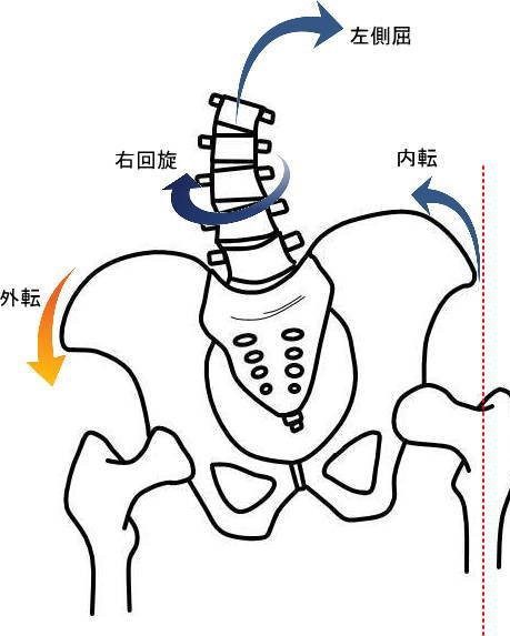 股関節荷重位側寛骨の内転