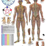 Applied Kinesiology 解剖図 フレーム付きカイロ！整体！オステ 楽天市場】肩と肘 人体解剖学ポスター J9799PL 肩関節 肩甲骨 上